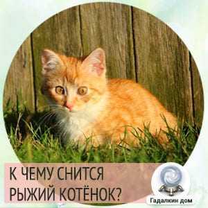 К чему снится рыжий кот?