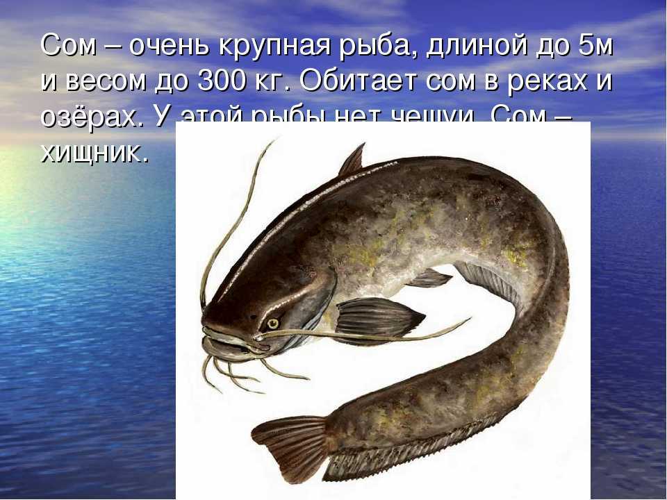 К чему снится сом: толкование сонников