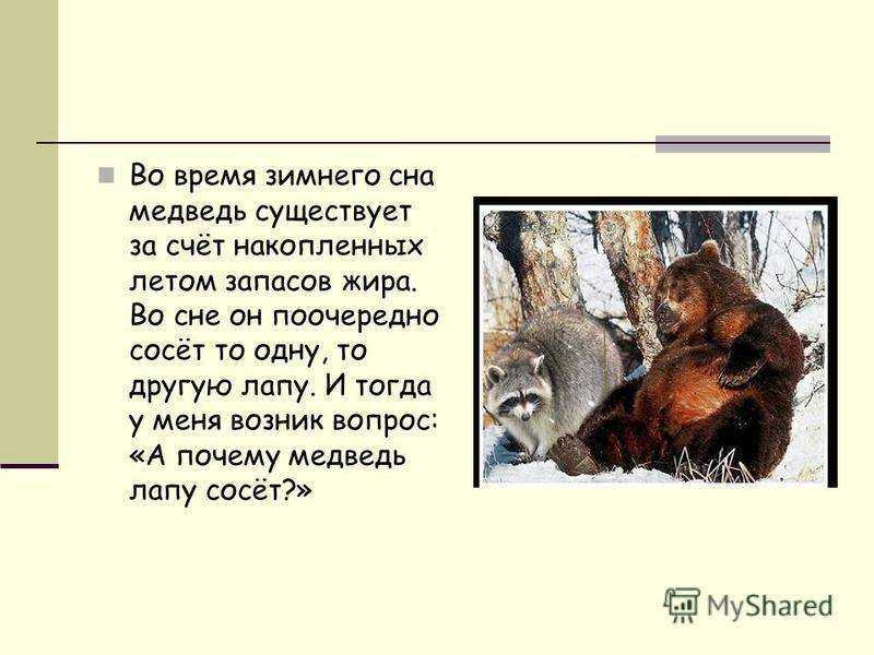 Сонник: бурый медведь к чему снится бурый медведь во сне приснился