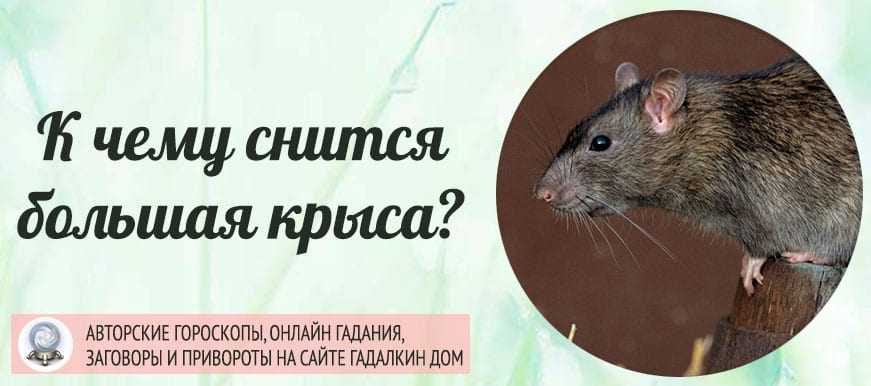 К чему снятся крысы женщине, мужчине: приснилась крыса белая, черная, рыжая, серая, большая и маленькая