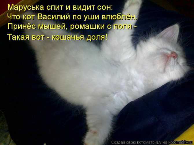 К чему снится сон, в котором кошка или кот нападает, кусает и царапает: толкование сновидения по сонникам