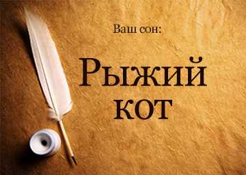 К чему снится рыжий котенок на сайте сонник гуру