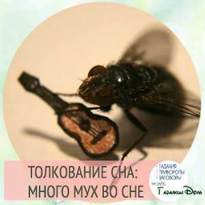 К чему снятся мухи. сонники про много мух во сне