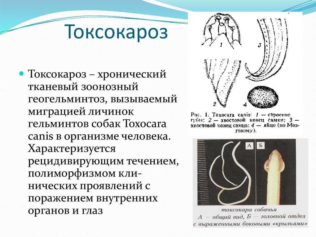 Широко распространенное паразитарное заболевание, возбудителем которого является токсокары, переносчиками паразитов являются кошки и собаки