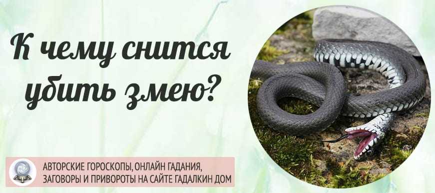 К чему снятся змеи мужчине сонник на сайте сонник гуру