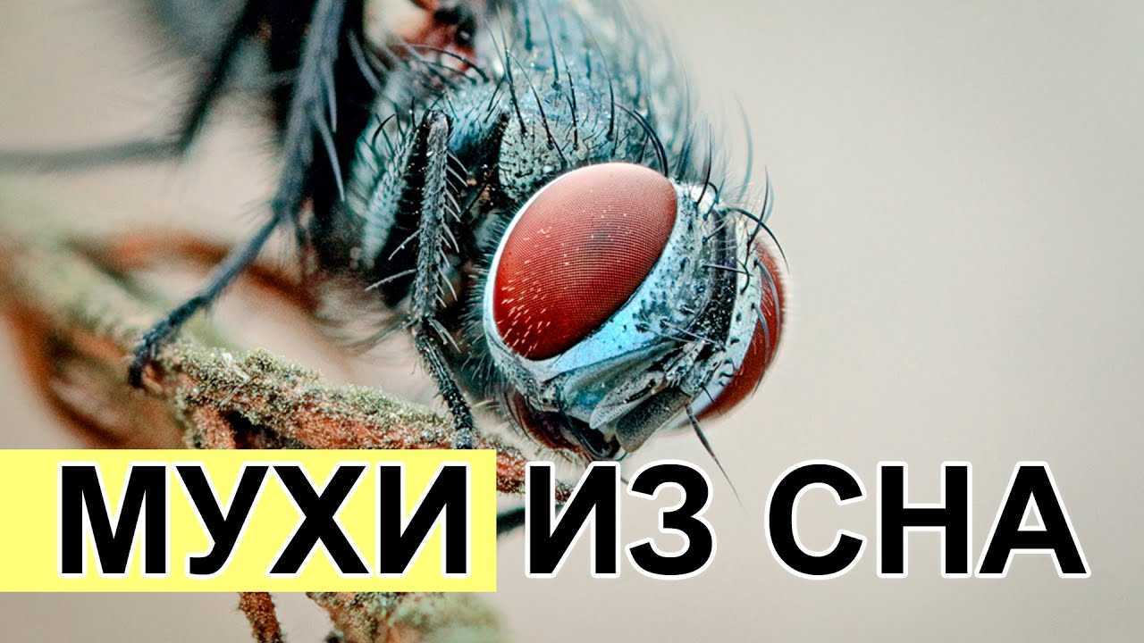 Сонник: к чему снятся мухи, видеть во сне мухи что означает