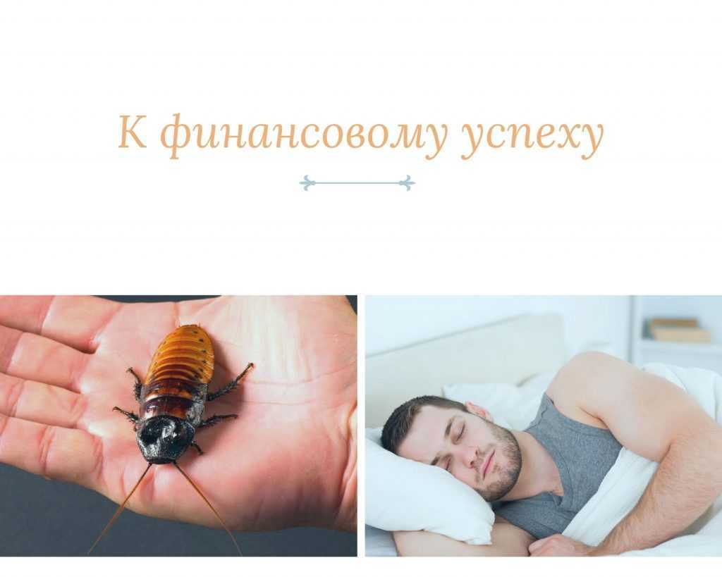 К чему снятся тараканы: что это значит, в доме, в волосах, в еде, маленькие, большие, огромные