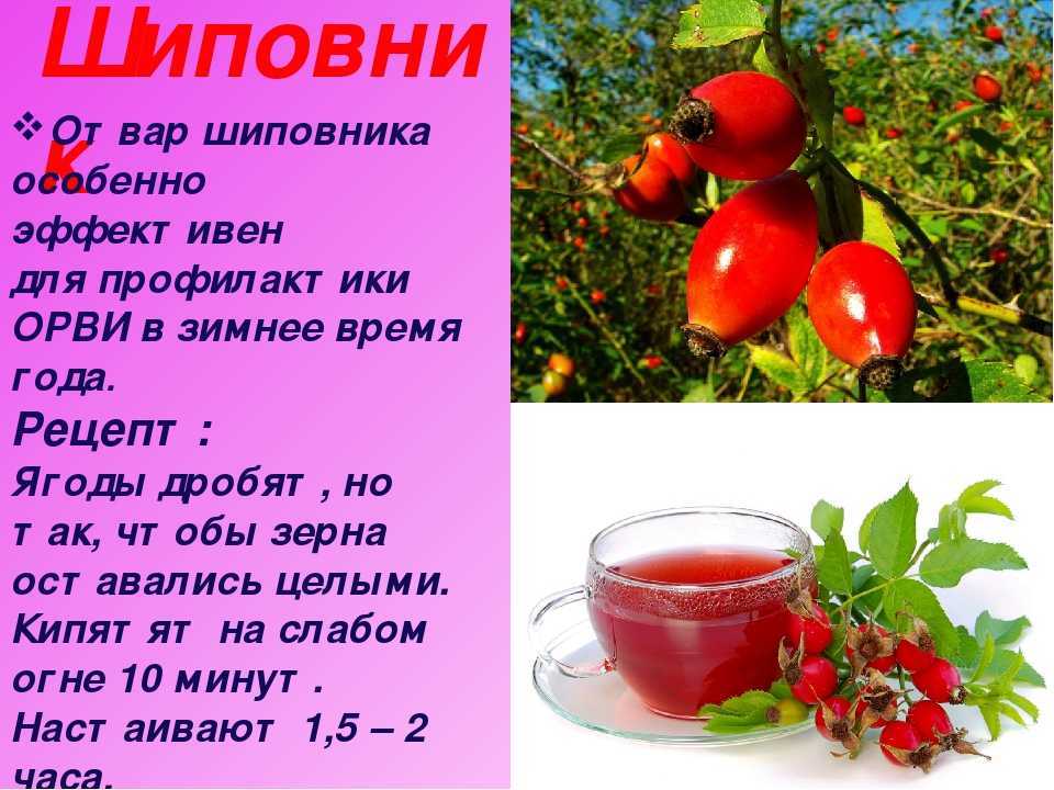 Как правильно заварить шиповник что бы сохранить витамины, заваривание в термосе и другие способы