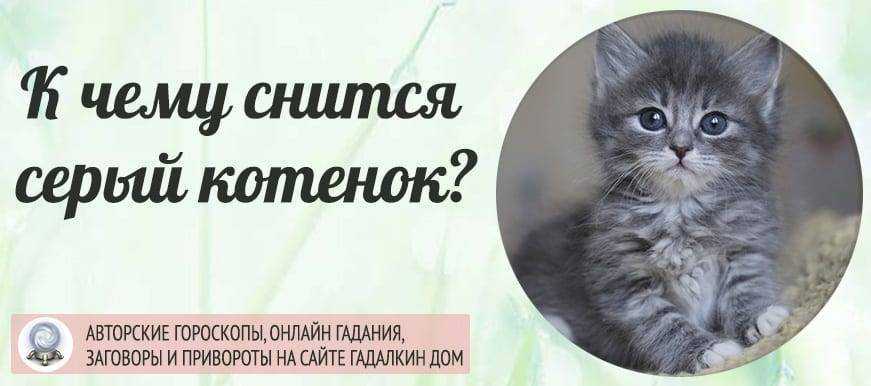 Сонник — рыжий котенок
