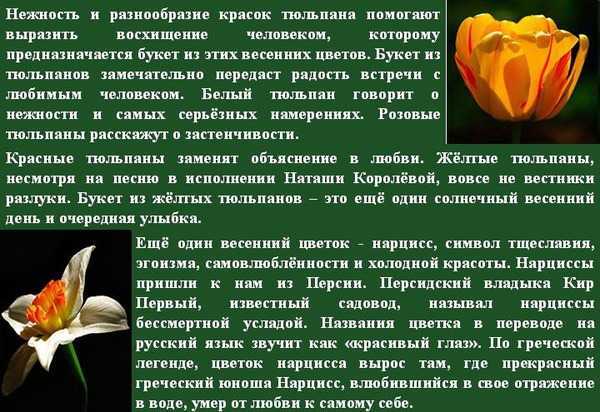 Тюльпаны во сне что означает. к чему снятся красные тюльпаны женщинам