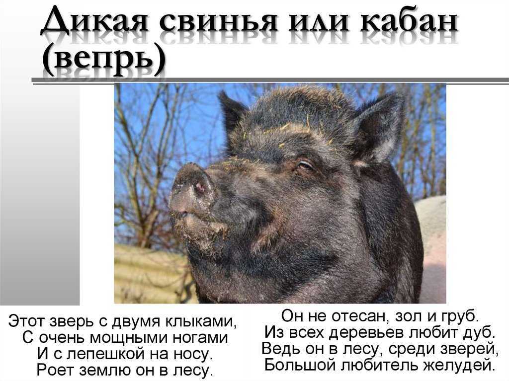К чему снится кабан. сонники про кабана во сне