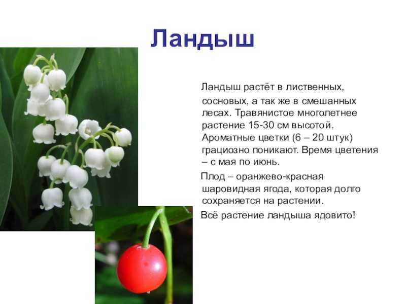 К чему снится ландыш