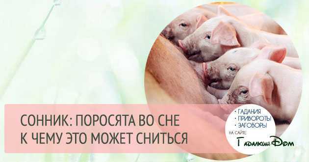 К чему снится свинья женщине замужней и которая не замужем