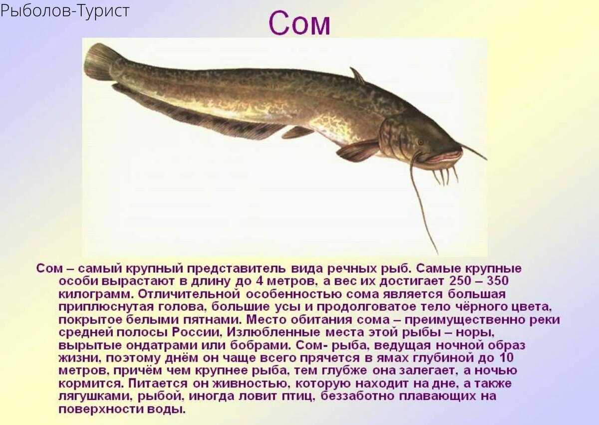 Онлайн сонник "prisnilos" - толкование снов