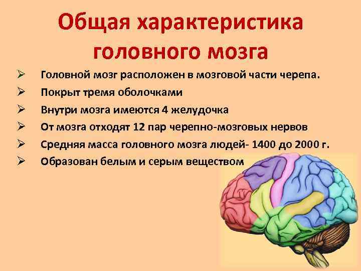 Миндалевидное тело головного мозга: что это, где находится, функции