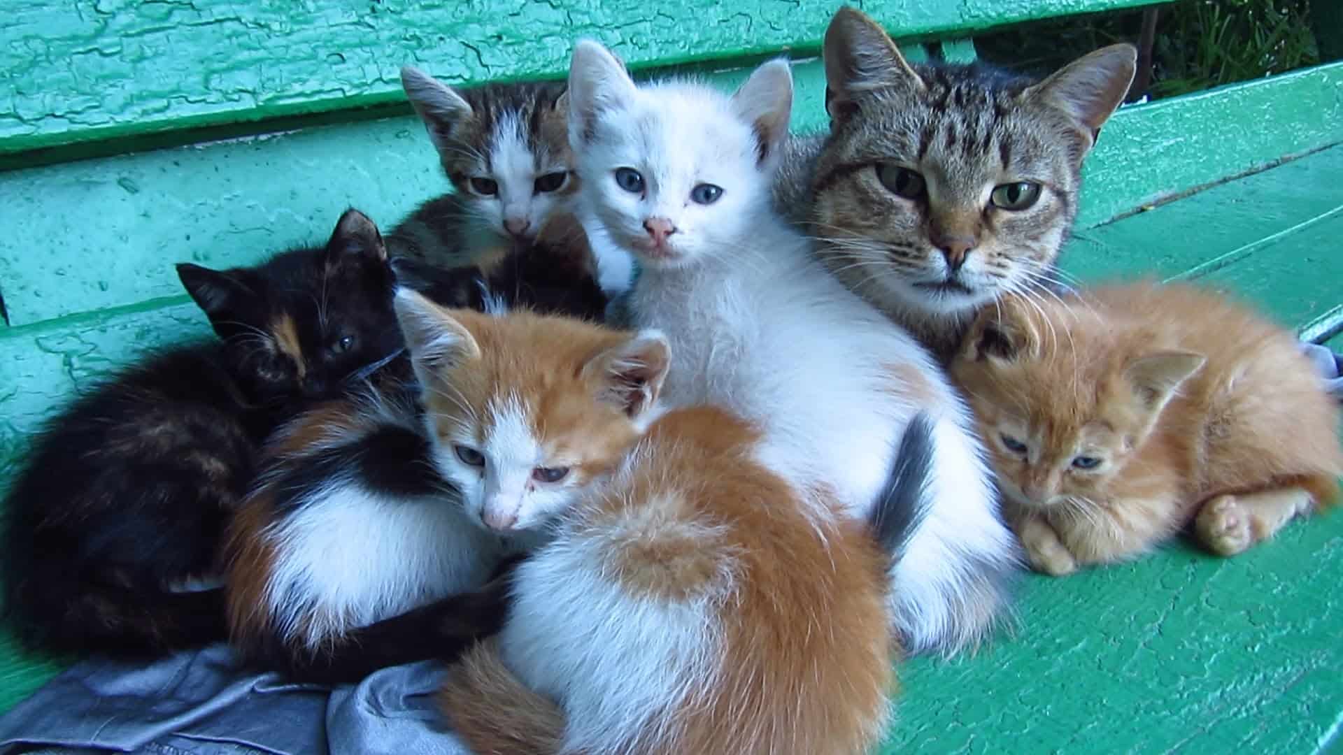 К чему снятся маленькие котята женщине: сонник маленькие котята | звери дома
