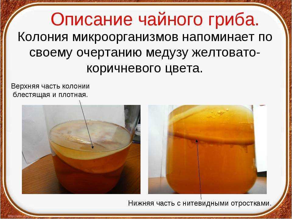 Чайный гриб: состав, польза и вред