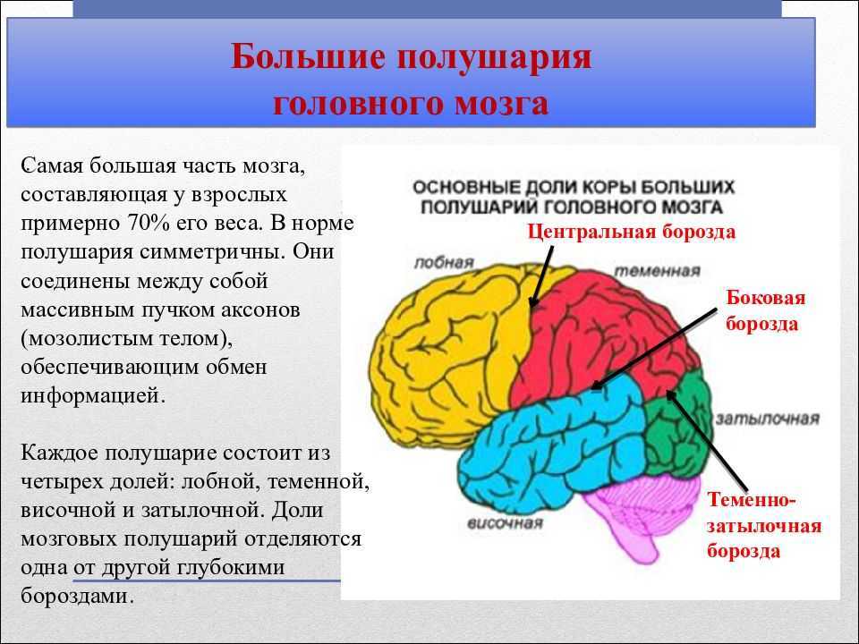 Гиппокамп головного мозга: что это такое, анатомия, функции