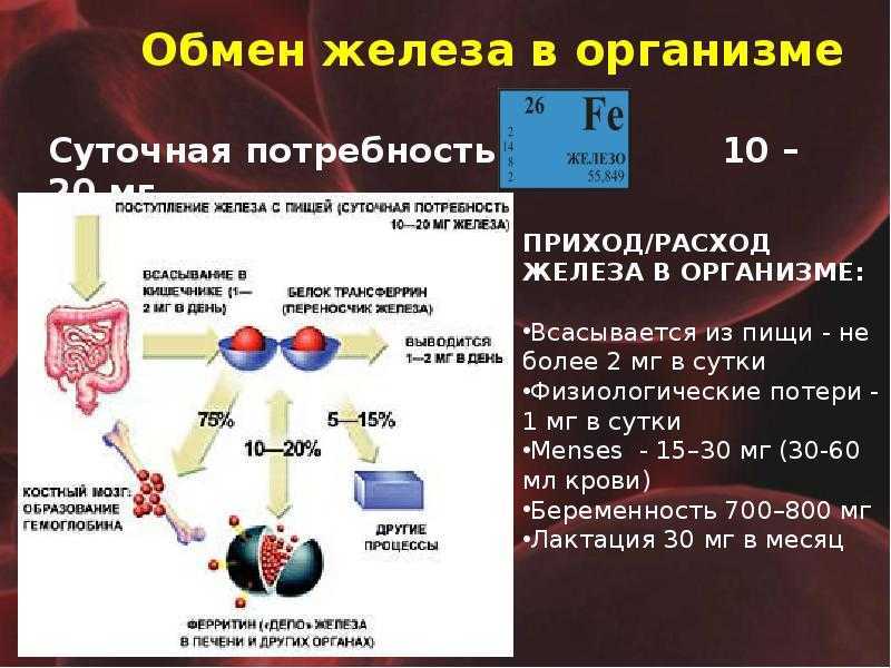 Миоглобин — большая медицинская энциклопедия