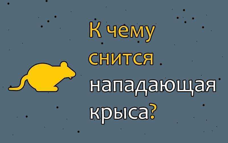 Сонник укусила крыса. к чему снится укусила крыса видеть во сне - сонник дома солнца