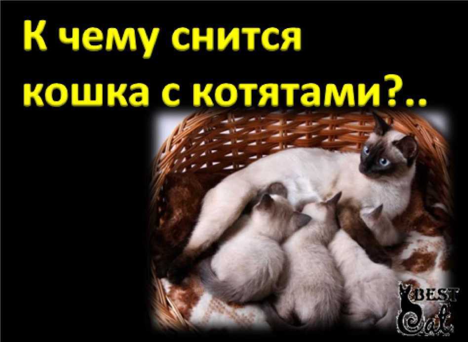 ? к чему снятся кошки (черные, белые, рыжие и так далее) — толкование сна по различным сонникам