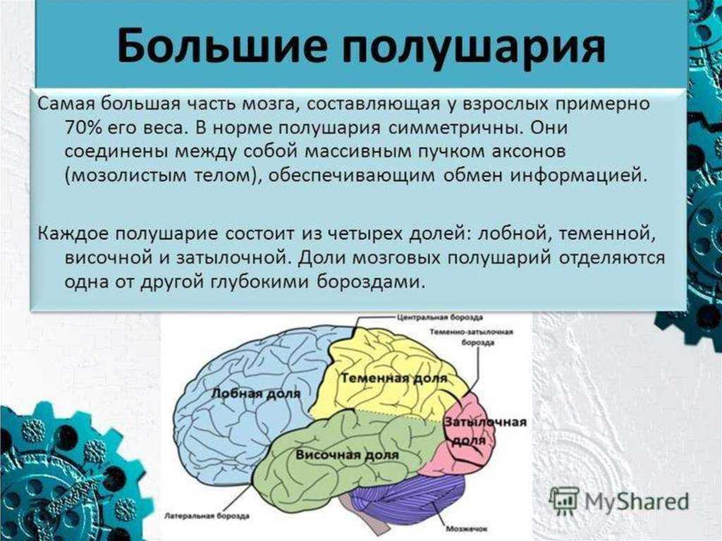 Как устроен мозг человека и каковы его функции?