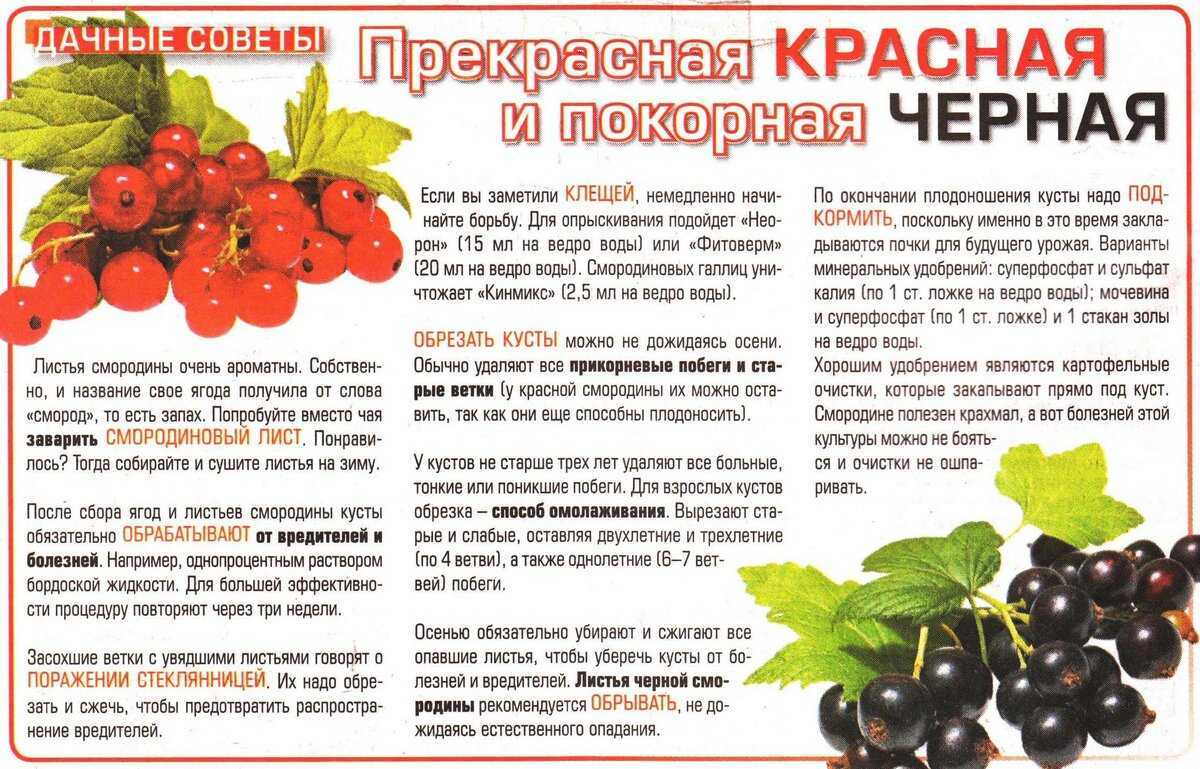 Сонник: к чему женщине снится есть ягоды черной и красной смородины во сне?