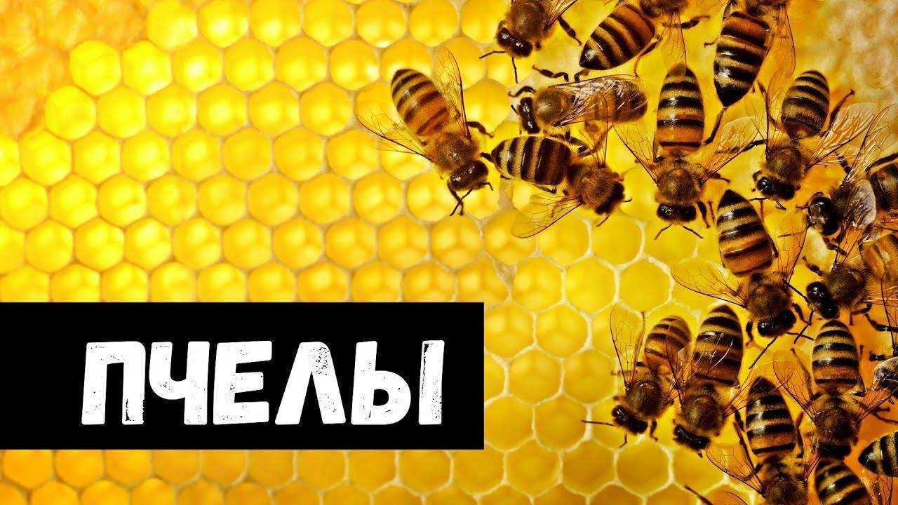 К чему снятся пчёлы