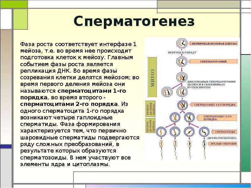 9 этапов оплодотворения яйцеклетки