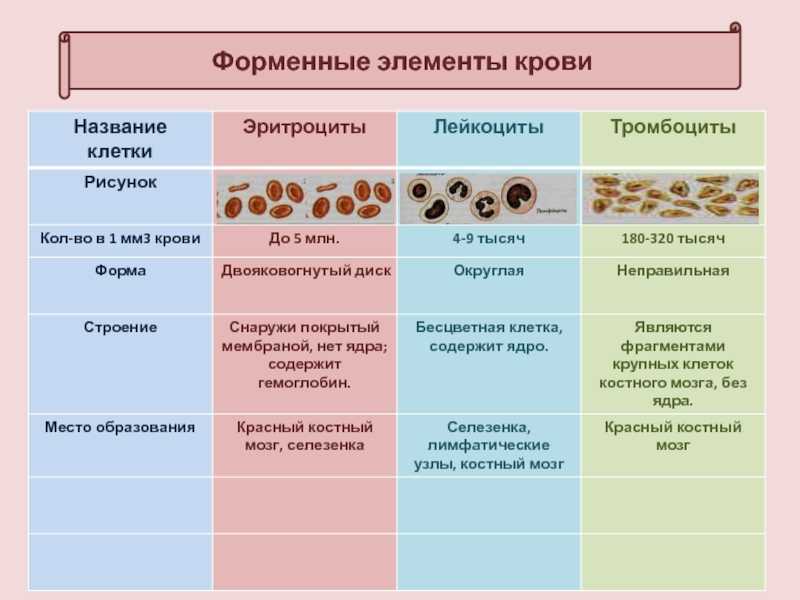 Клетки крови - строение клеток крови, эритроциты, лейкоциты, тромбоциты,  резус фактор – что это? :: polismed.com