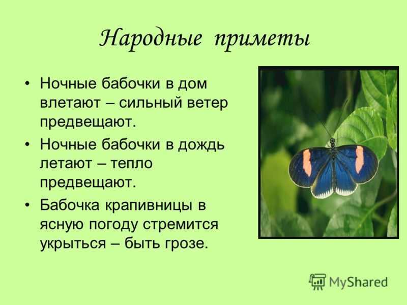 Эффект бабочки - что значит термин: описание простыми словами, примеры из жизни