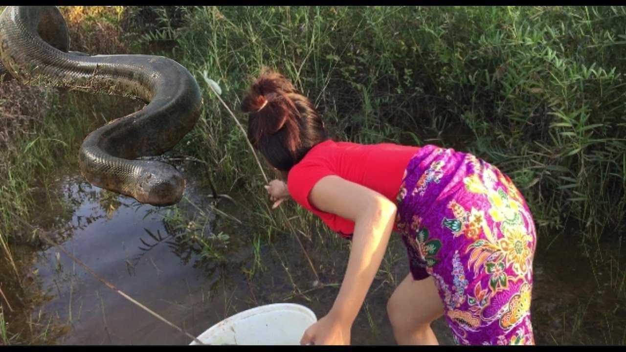 Приснился уж что означает его появление во сне, нюансы расшифровки