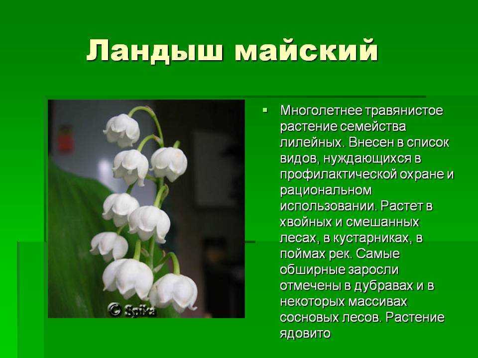 «ландыш к чему снится во сне? если видишь во сне ландыш, что значит?»