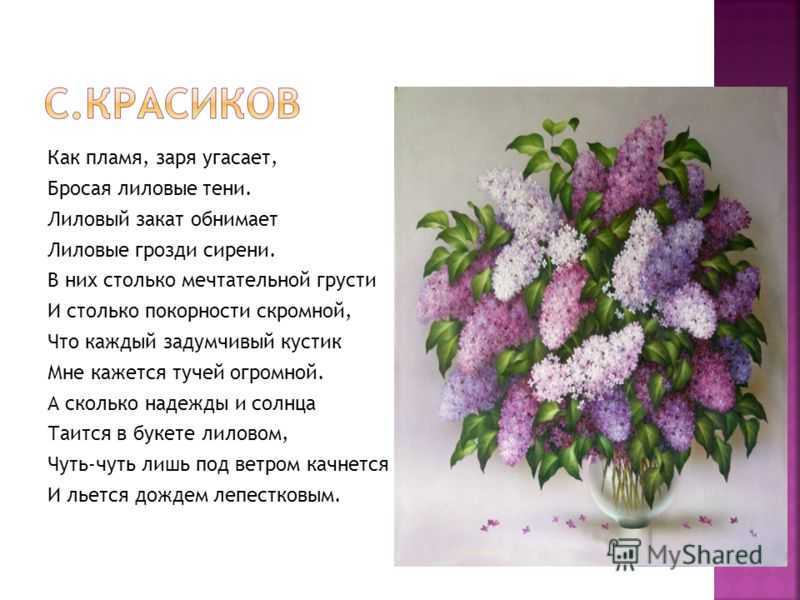 Тайны сонников: к чему может сниться сирень?
тайны сонников: к чему может сниться сирень?