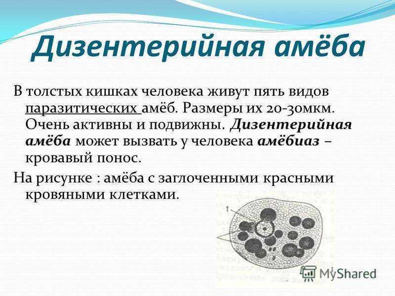 Хеликобактерассоциированные заболевания. что вызывает, пути передачи, признаки, диагностика и лечение хеликобактерассоциированных заболеваний