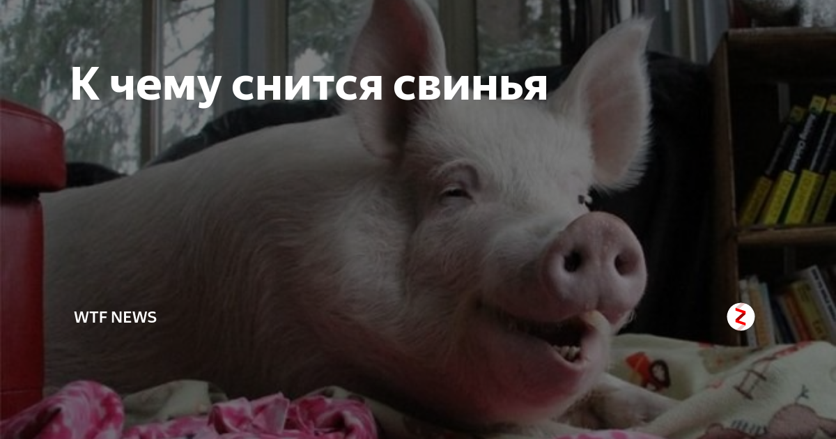 К чему снятся свиньи ? — топ 50 толкований ? по сонникам: что означает для мужчины и женщины видеть, убить живых и разделывать во сне много больших и маленьких поросят