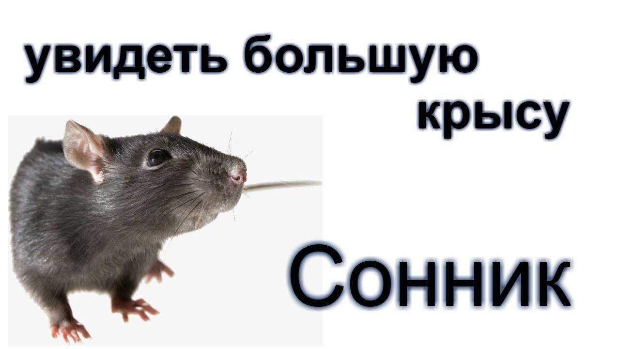 Во сне укусила крыса: толкование по различным сонникам