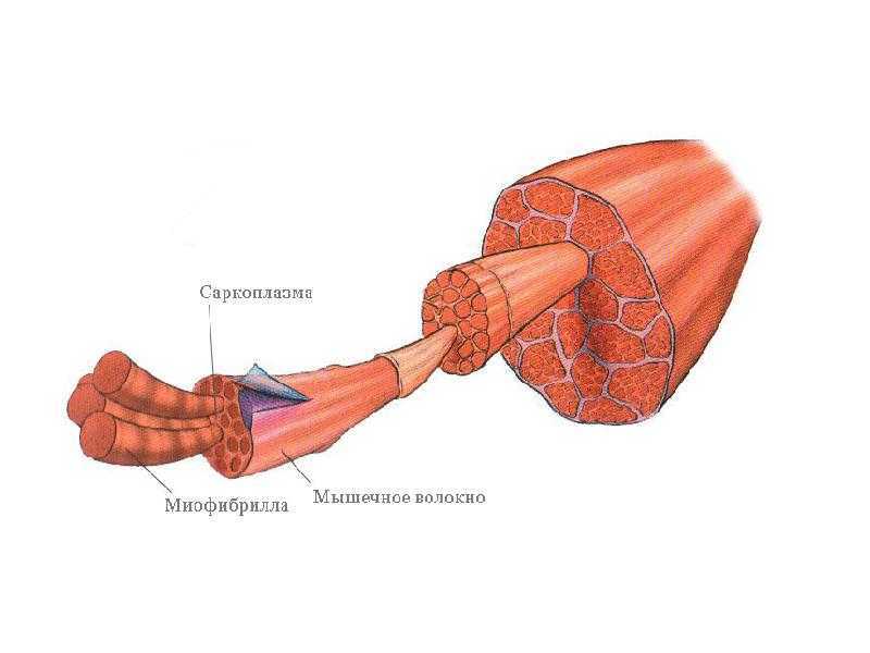 Типы (виды) мышечных волокон
