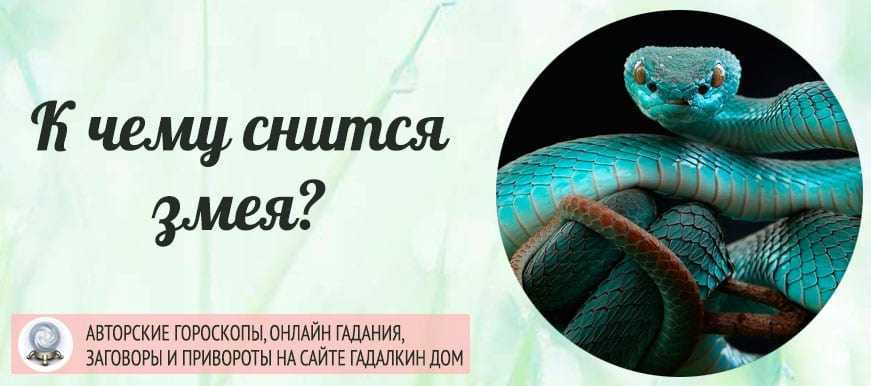 Сонник гадюка