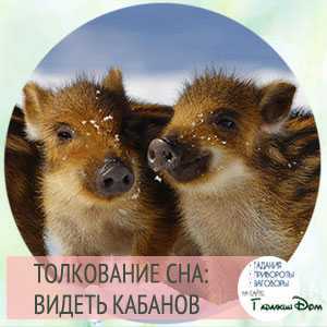 К чему снится свинья?