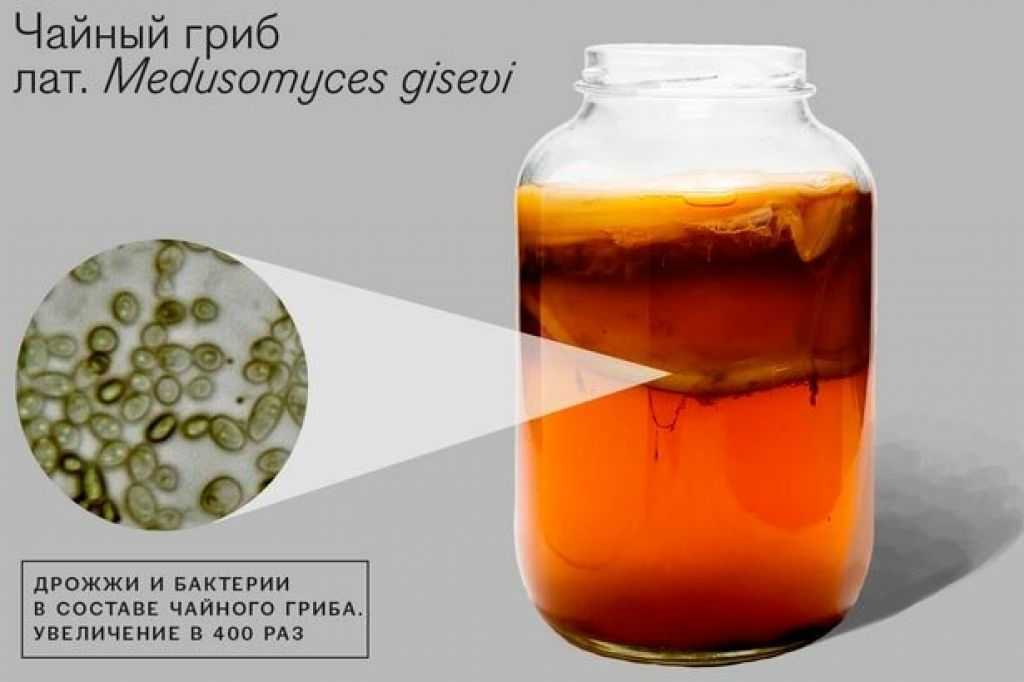 Чайный гриб “комбуча” для похудения