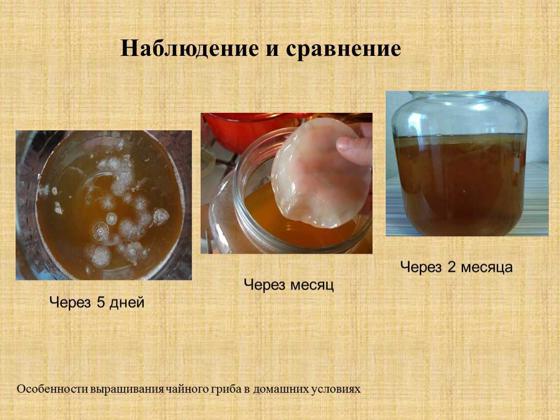 Чайный гриб в косметологии: как использовать для кожи, волос и ногтей