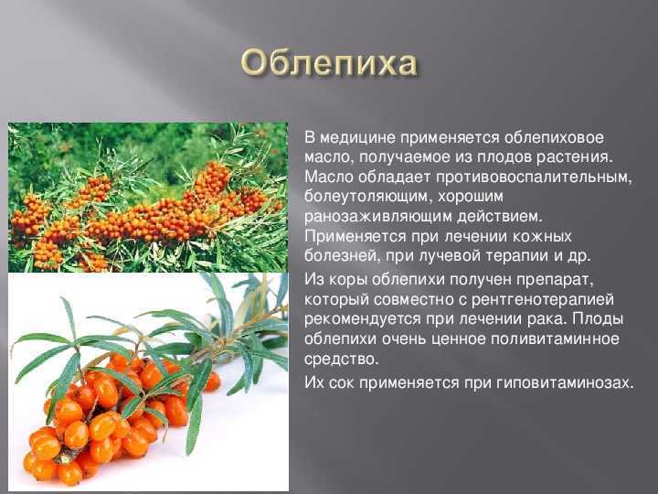 К чему снится  облепиха во сне — по 90 сонникам! если видишь во сне облепиха что значит?