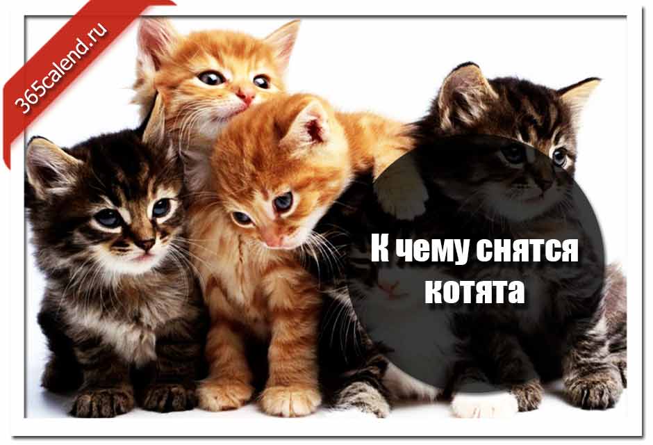 К чему снится рыжий кот женщине и мужчине