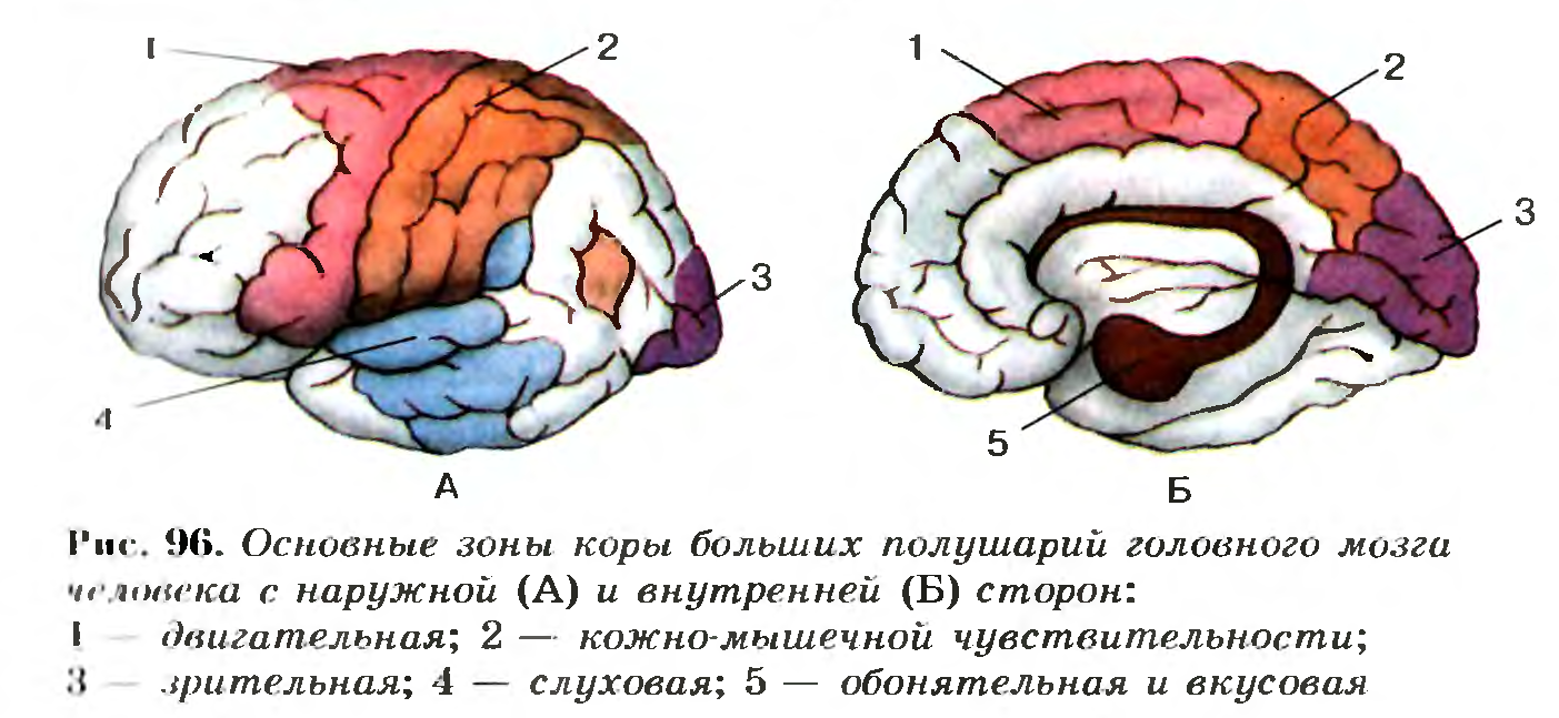 Гипофиз: что это такое, признаки, лечение