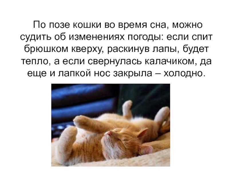 К чему снится кошка с котятами: сонник про кошу с котятами | звери дома