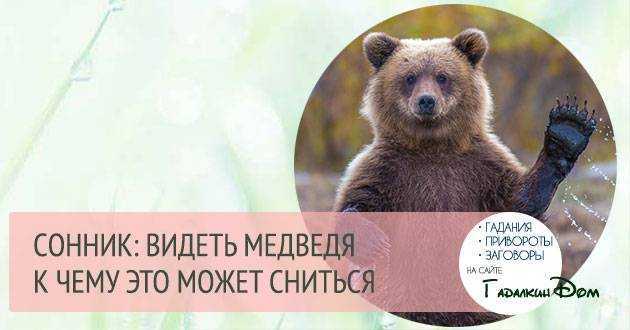 К чему снится убегать от медведя: белого, бурого, черного, агрессивного, большого, с медвежатами, в лесу, по снегу, предпринимателю