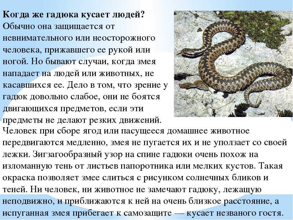 К чему снится медведь