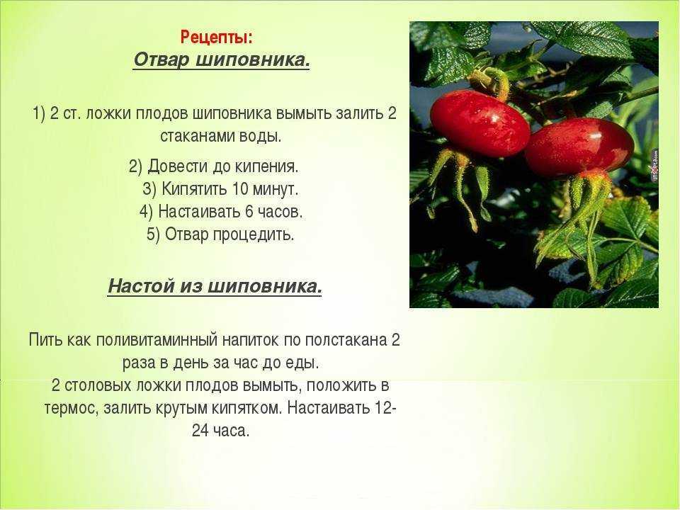 Чай из шиповника: как правильно заварить, с чем приготовить, польза, свойства,вред, рецепты и противопоказания, сделать с зеленым яблоком, сушеным и свежим иван-чаем