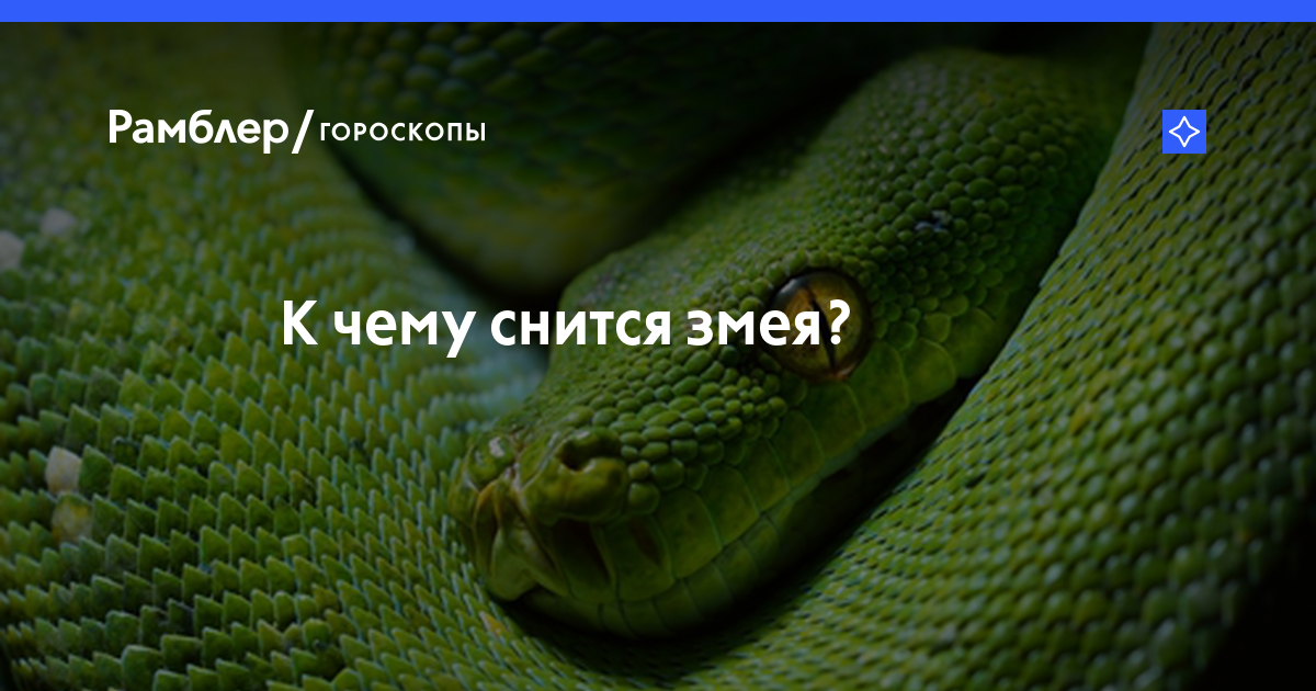 К чему снятся змеи? - сонник змеи, к чему приснилась змея, видеть змей во сне?